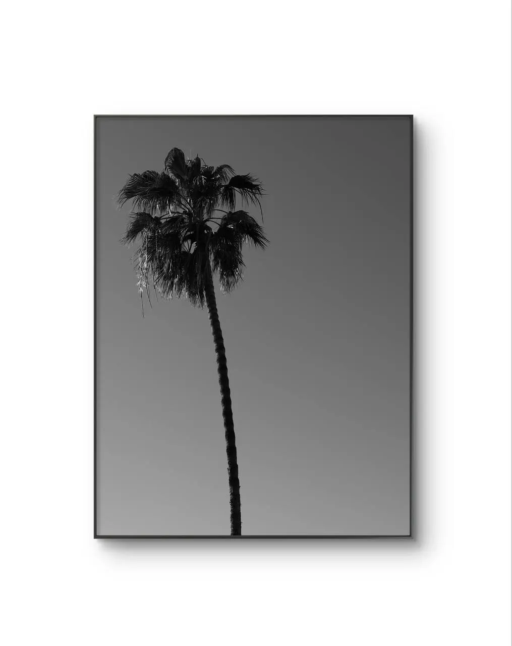 Serena -  Solitary Palm — Fotografia stampa d'arte di Serena