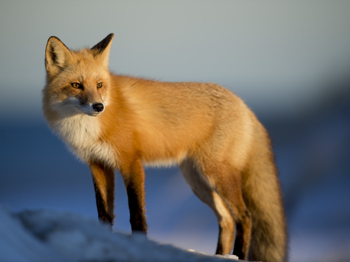Fauna selvatica